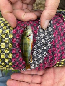 European Perch