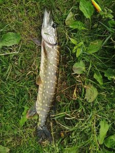 Northern Pike