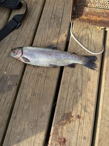 Rainbow Trout