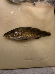 Ballan Wrasse