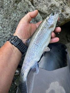 Rainbow Trout