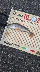 European Perch