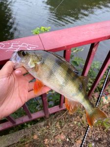 European Perch