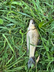 Crucian Carp