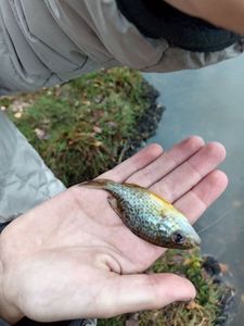 Pumpkinseed