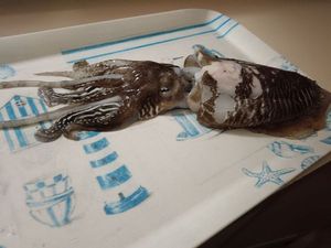 Common Cuttlefish