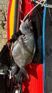 White Seabream