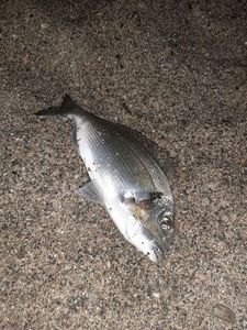 Gilthead Seabream