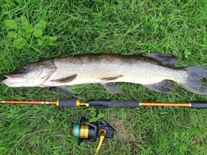 Chain Pickerel