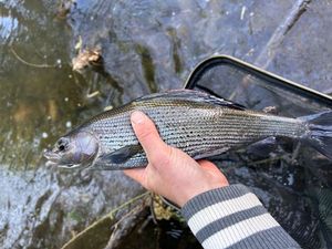 Grayling