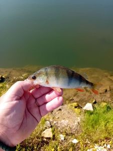 European Perch