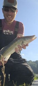 Zander