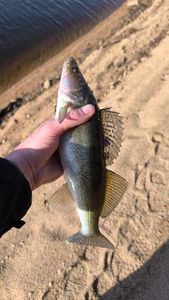 Zander