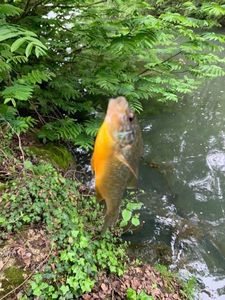 Green Sunfish