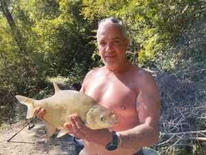 Common Bream