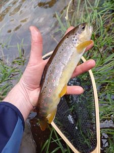 Brown Trout