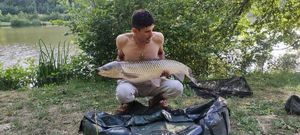 Grass Carp