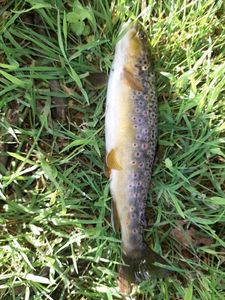 Brown Trout