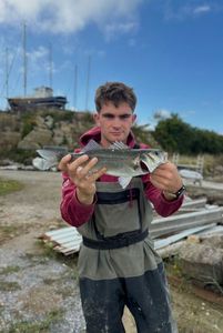 European Bass (Seabass)