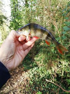 European Perch