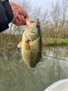 Largemouth Bass