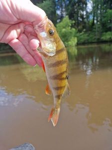 European Perch