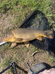 Common Carp