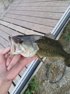 Largemouth Bass