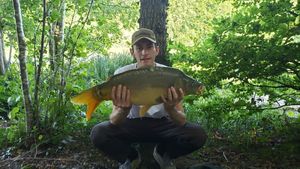 Mirror Carp