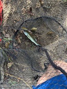Largemouth Bass