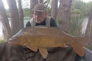 Common Carp
