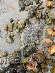 Turbot