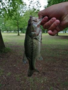 Largemouth Bass