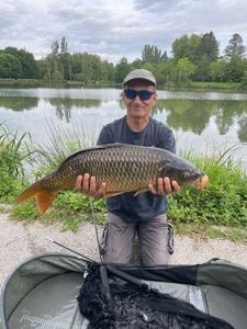 Common Carp