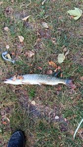 Northern Pike