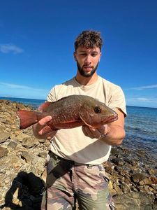 Mangrove Red Snapper
