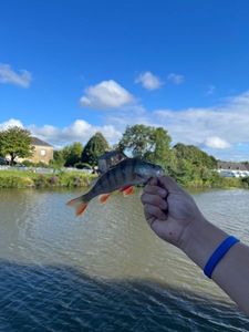 European Perch