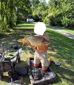 Common Carp