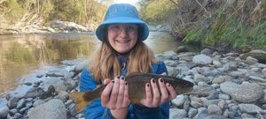 Brown Trout