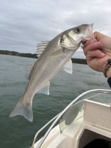 European Bass (Seabass)