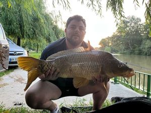 Common Carp