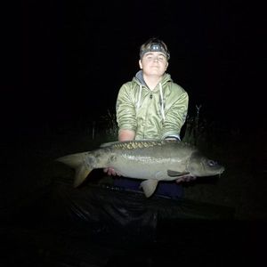 Common Carp