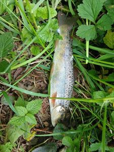 Brown Trout