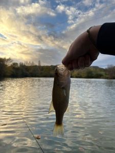 Largemouth Bass