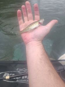 Zander