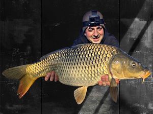 Common Carp