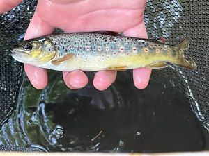 Brown Trout