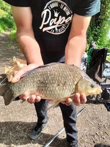 Crucian Carp
