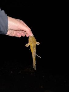 Brown Bullhead