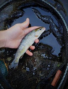 Brown Trout